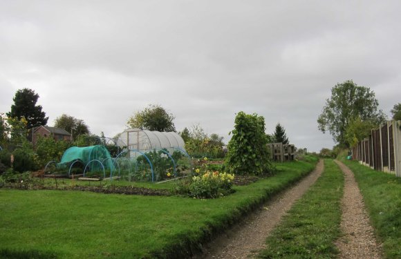 Puckeridge, Allotments